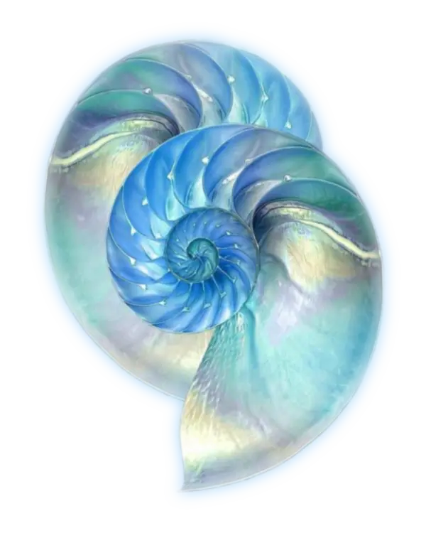 Sophia-Sew-Nautilus-feather